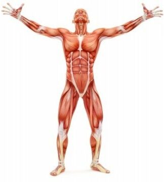 Best way to gain muscle strength. A scientific perspective. Best way to gain muscle strength. A scientific perspective.