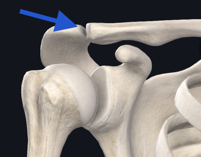 Read more about the article A Closer Look at the Rehabilitation of the Acromioclavicular Joint (ACJ)