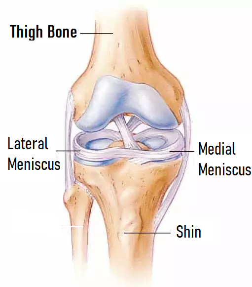 picture of the knee showing meniscus