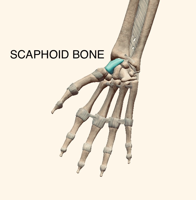 picture of the scaphoid bone, highlighted in a different colour